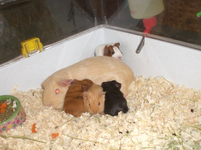 baby guinea pig care